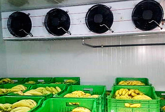 PUF Banana Ripening Chambers Manufacturer in Meerut